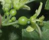 image of Bryonia dioica