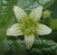 image of Bryonia dioica