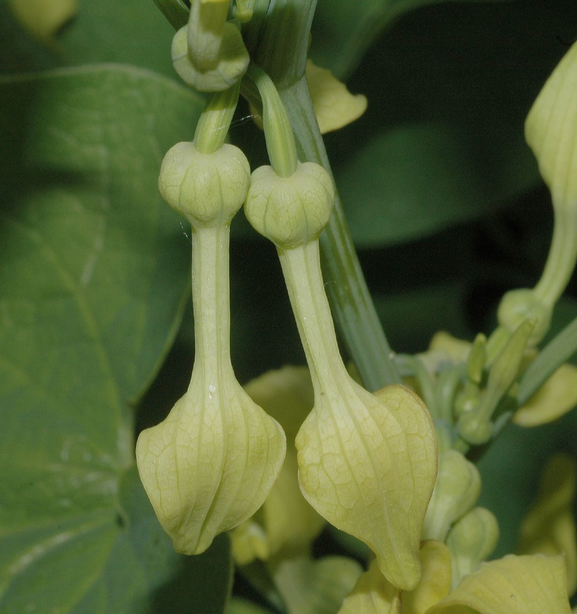 Aristolochiaceae Aristolochia clematitis