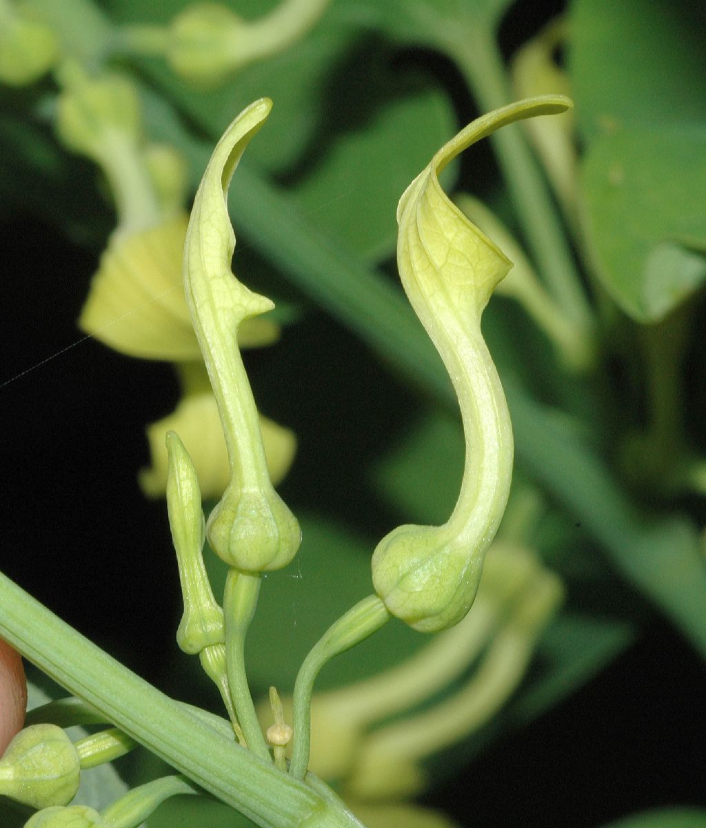 Aristolochiaceae Aristolochia clematitis