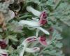 image of Rupicapnos africana