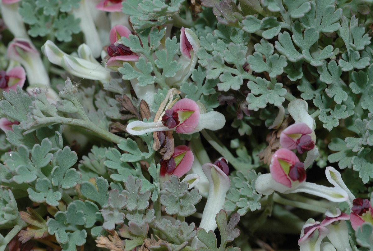 Papaveraceae Rupicapnos africana