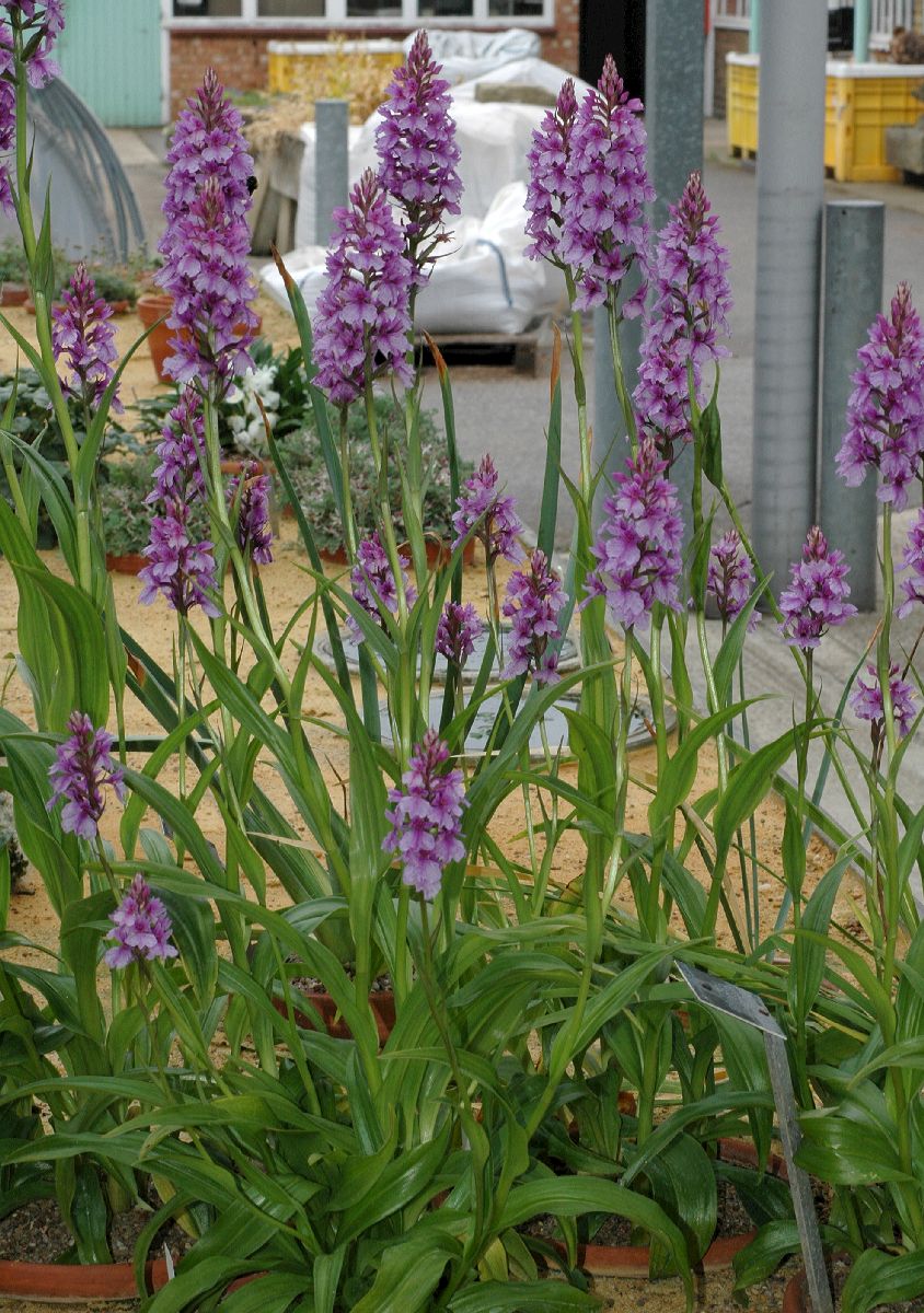 Orchidaceae Dactylorhiza foliosa