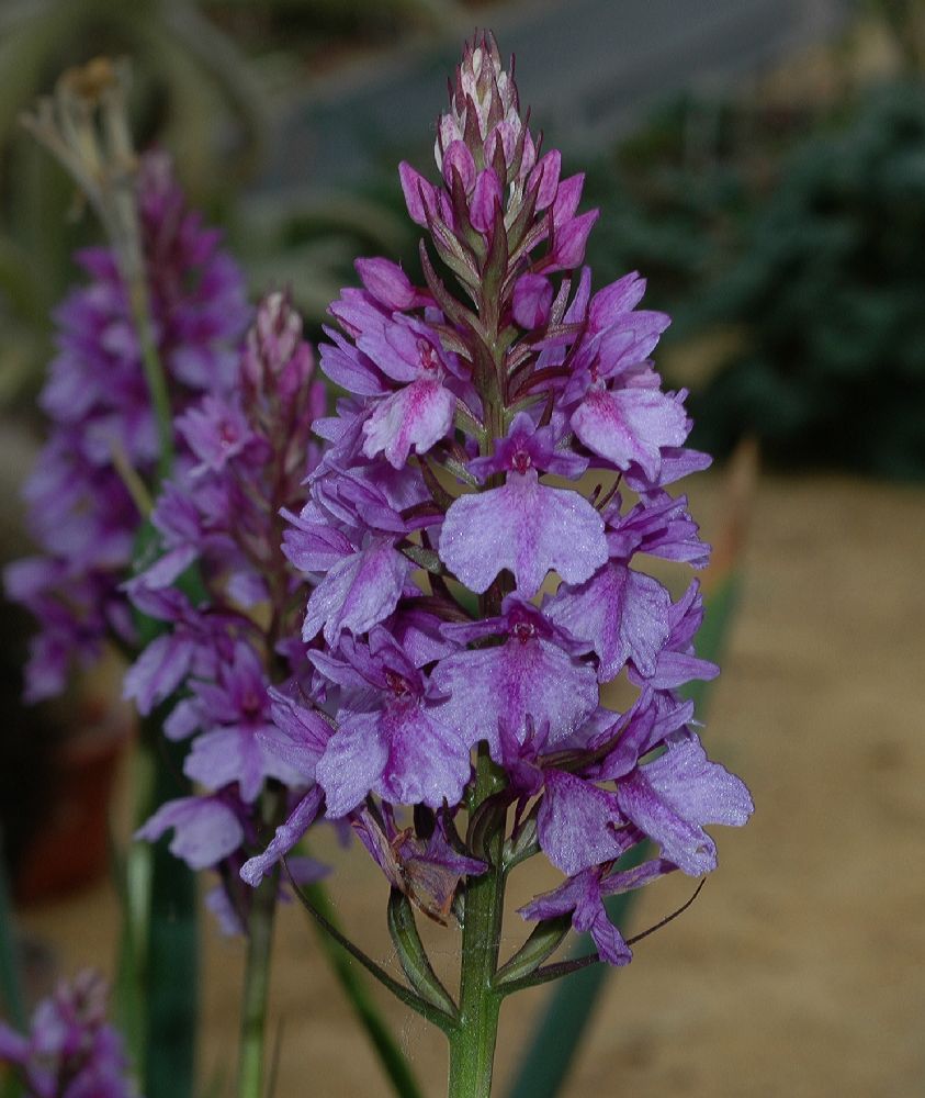 Orchidaceae Dactylorhiza foliosa