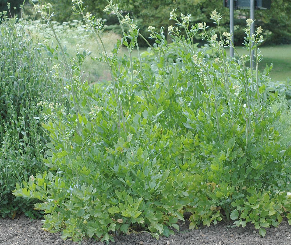 Apiaceae Levisticum officinale