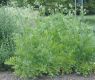 image of Levisticum officinale
