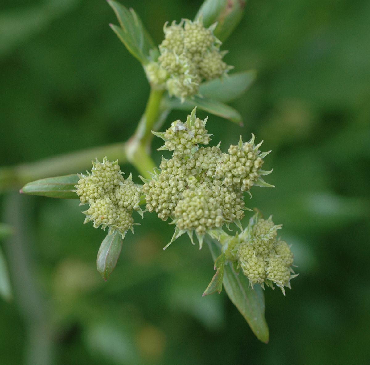 Apiaceae Levisticum officinale