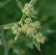 image of Levisticum officinale