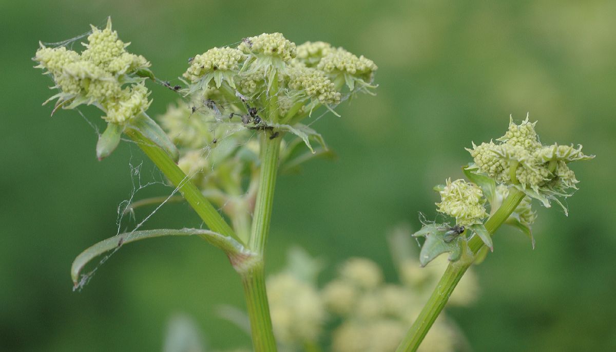 Apiaceae Levisticum officinale