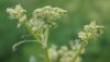 image of Levisticum officinale