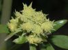 image of Levisticum officinale