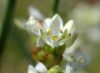 image of Libertia grandiflora