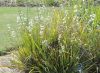 image of Libertia grandiflora