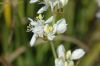 image of Libertia grandiflora