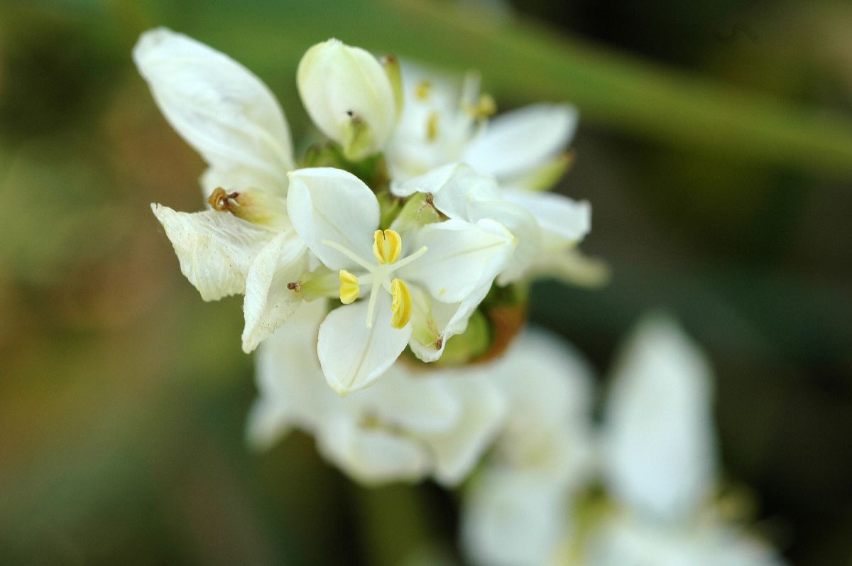 Iridaceae Libertia grandiflora