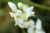 image of Libertia grandiflora