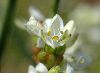 image of Libertia grandiflora