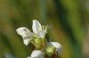 image of Libertia grandiflora