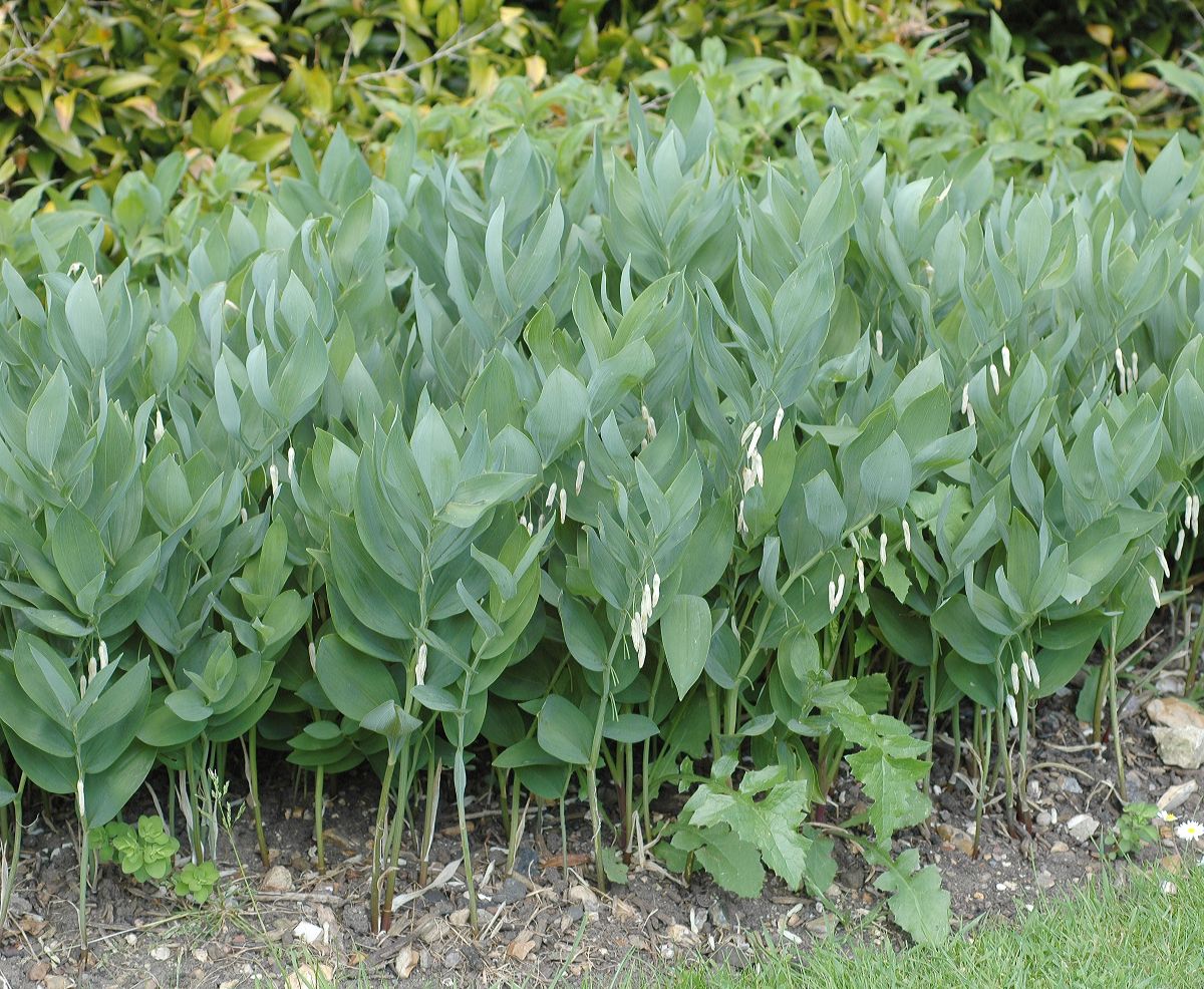 Asparagaceae Polygonatum ordoratum