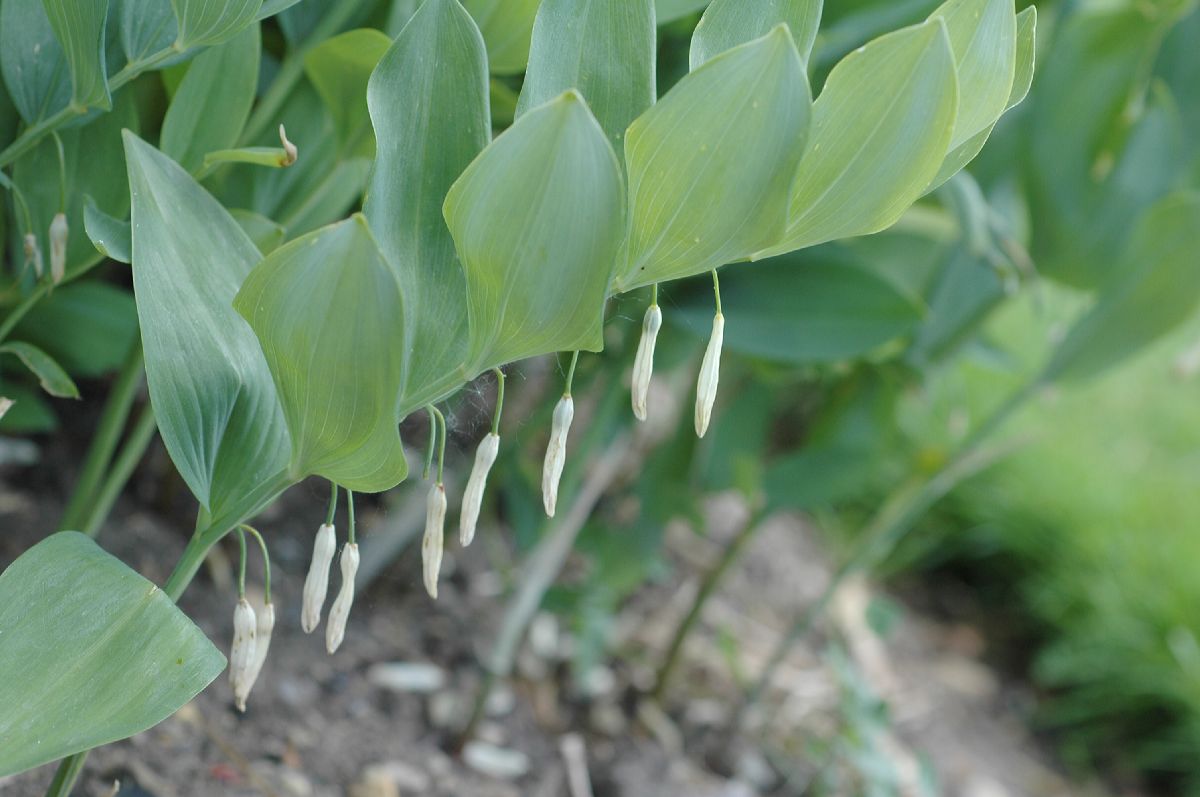 Asparagaceae Polygonatum ordoratum