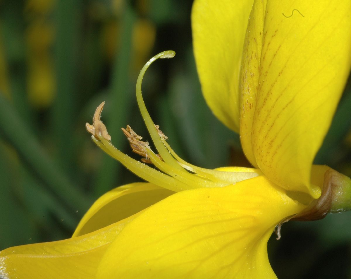 Fabaceae Spartium junceum