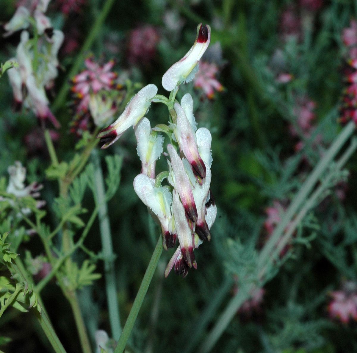 Papaveraceae Fumaria capreolata