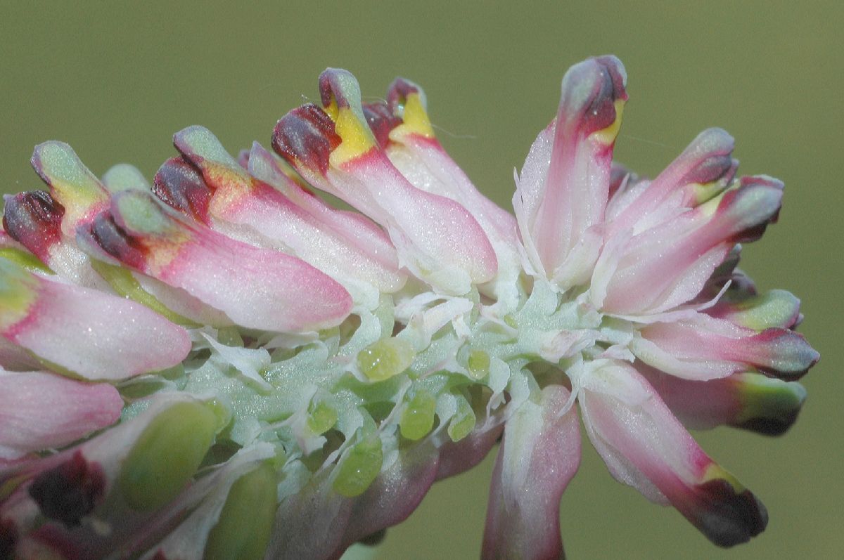 Papaveraceae Fumaria 