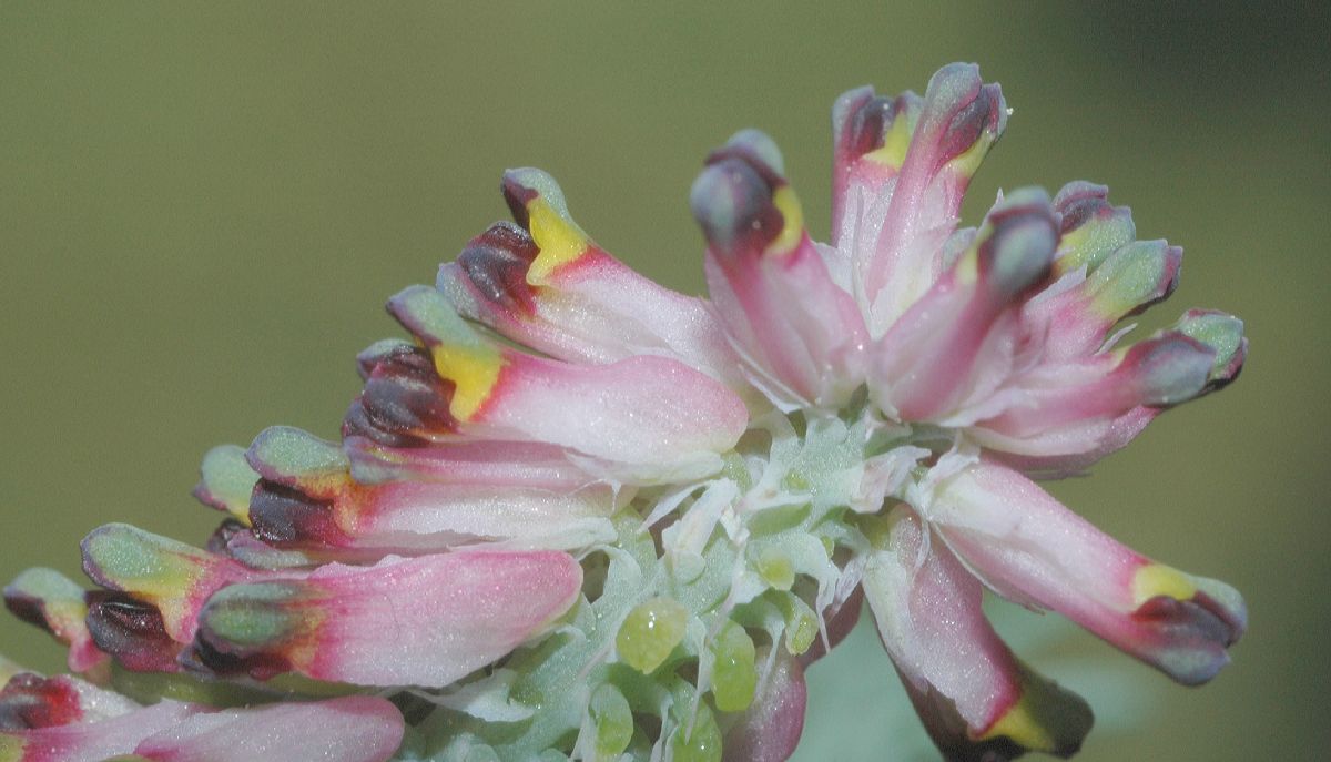 Papaveraceae Fumaria 