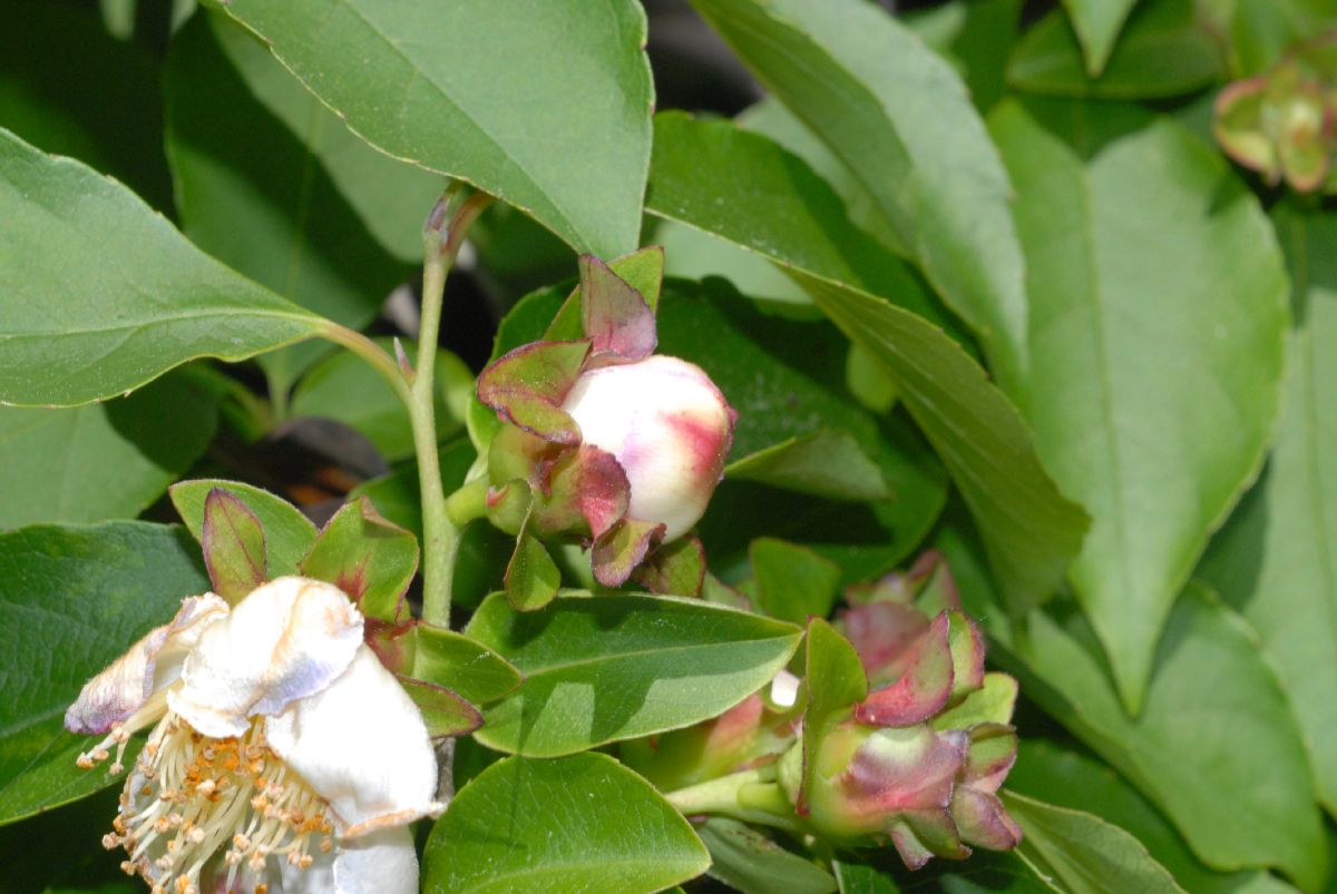 Theaceae Stewartia rostrata