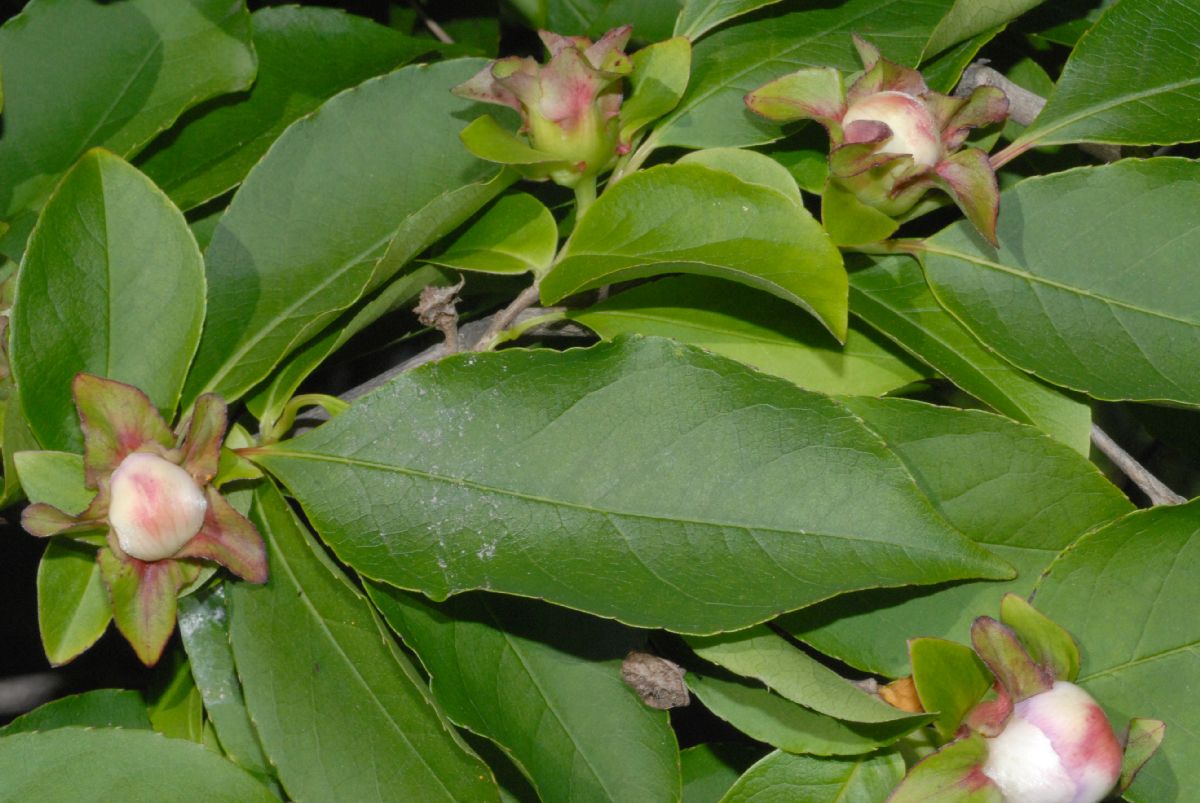 Theaceae Stewartia rostrata