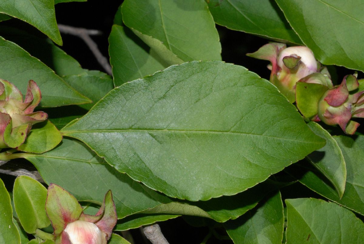 Theaceae Stewartia rostrata