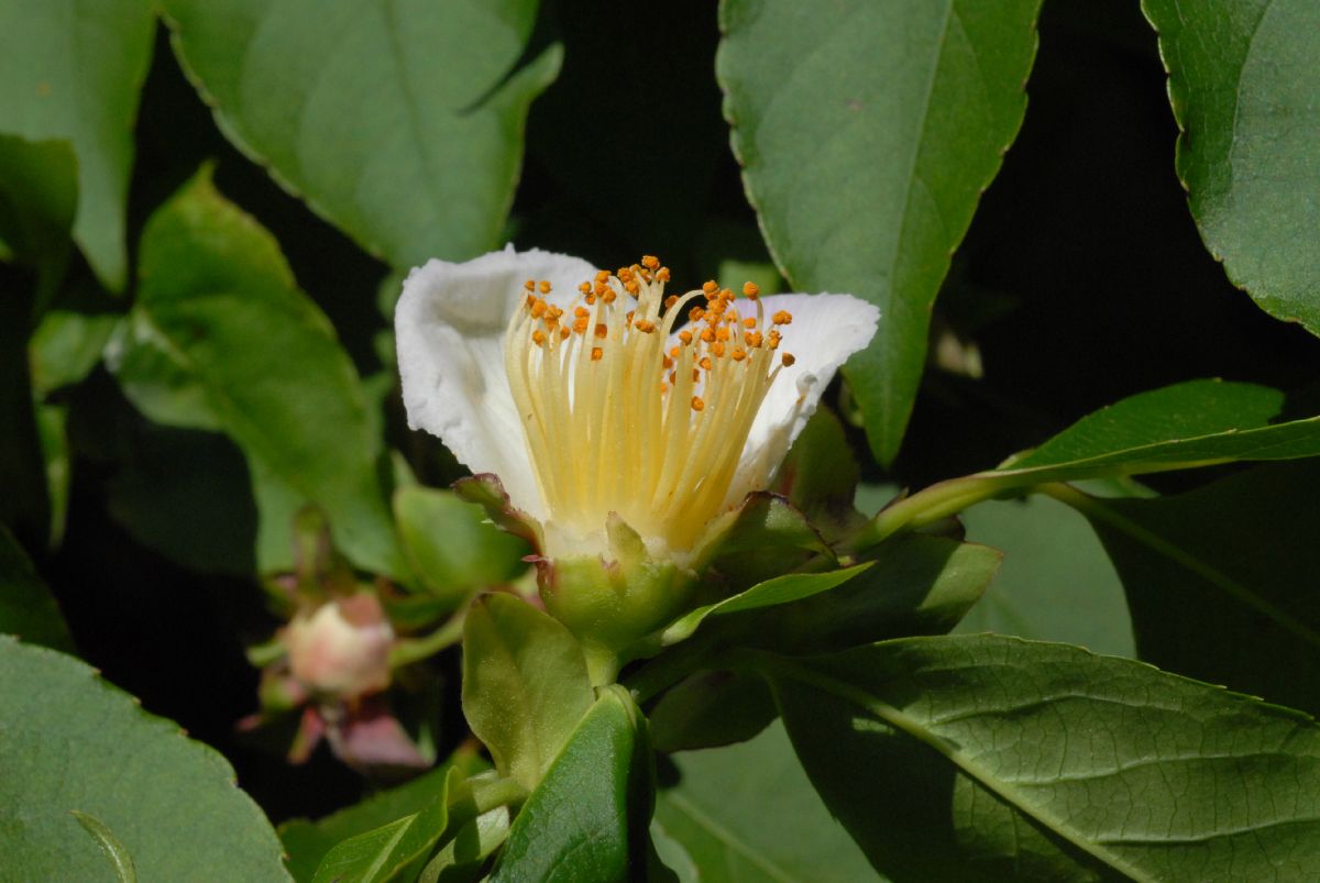 Theaceae Stewartia rostrata