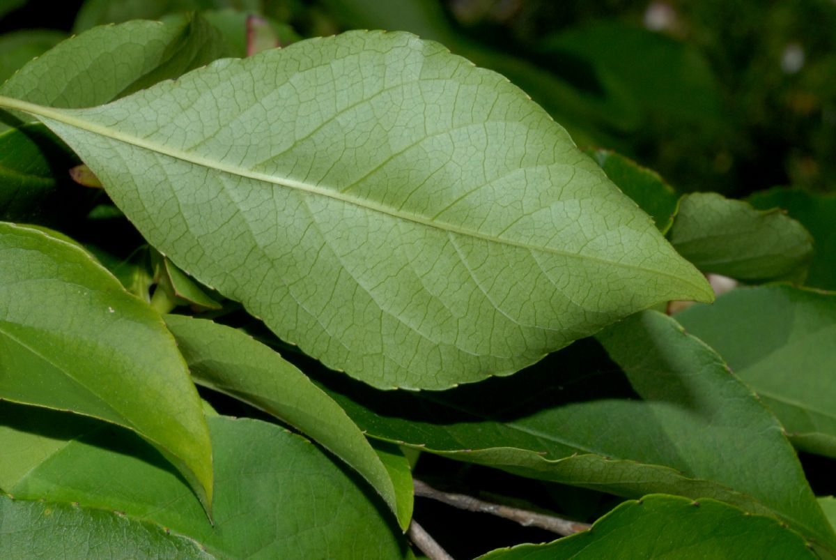 Theaceae Stewartia rostrata