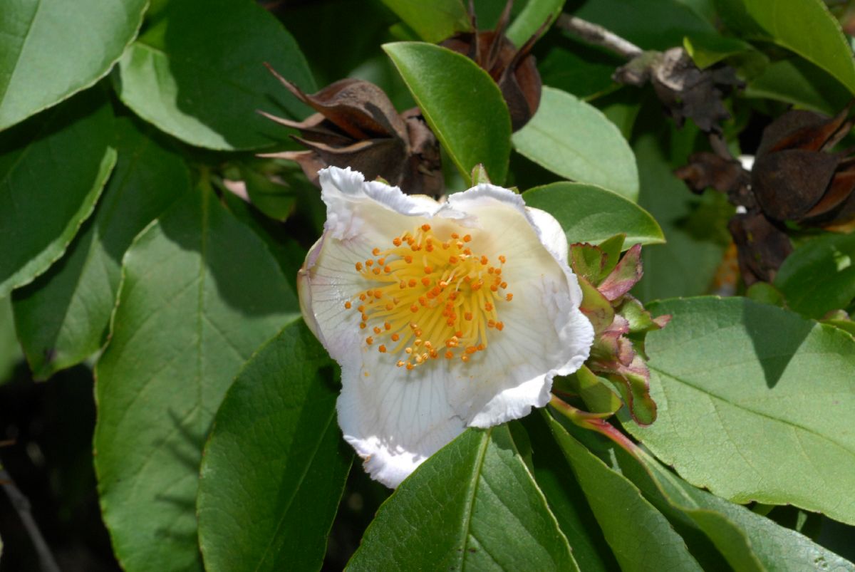 Theaceae Stewartia rostrata