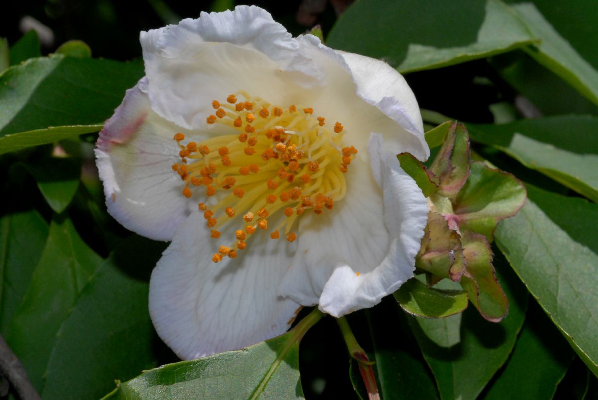 Theaceae Stewartia rostrata