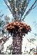 image of Cycas machonie