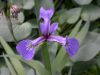 image of Iris versicolor
