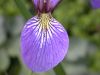 image of Iris versicolor