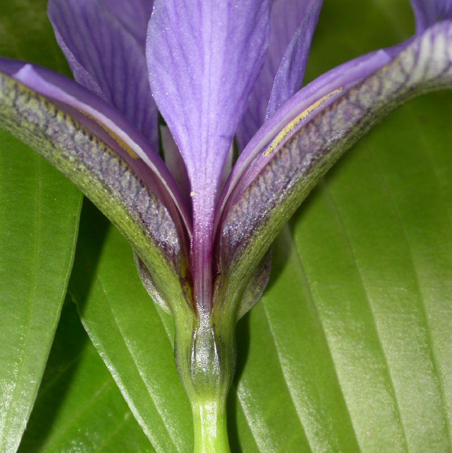 Iridaceae Iris versicolor