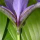 image of Iris versicolor