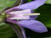 image of Iris versicolor