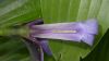 image of Iris versicolor