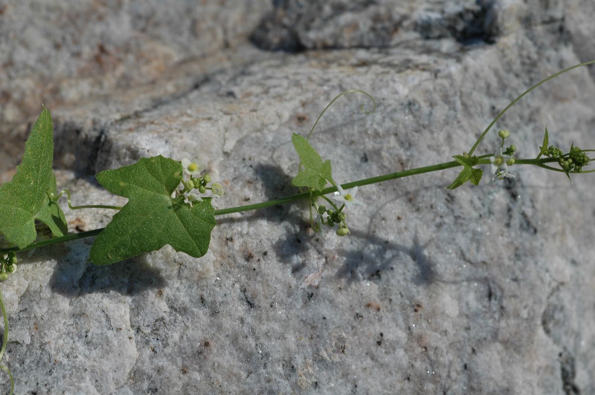 Cucurbitaceae Brandegea bigelovii
