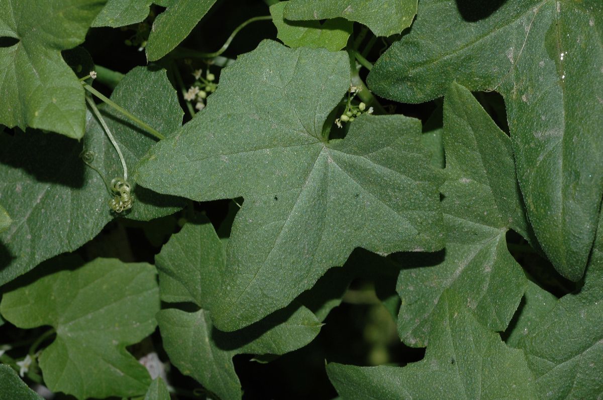Cucurbitaceae Brandegea bigelovii