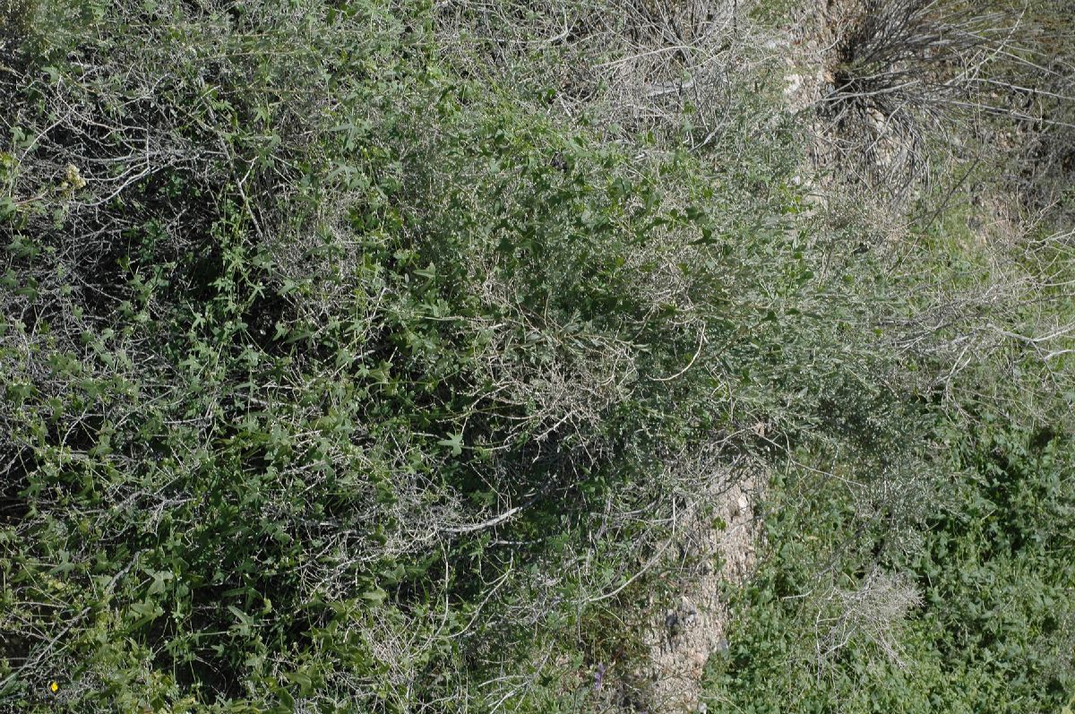 Cucurbitaceae Brandegea bigelovii