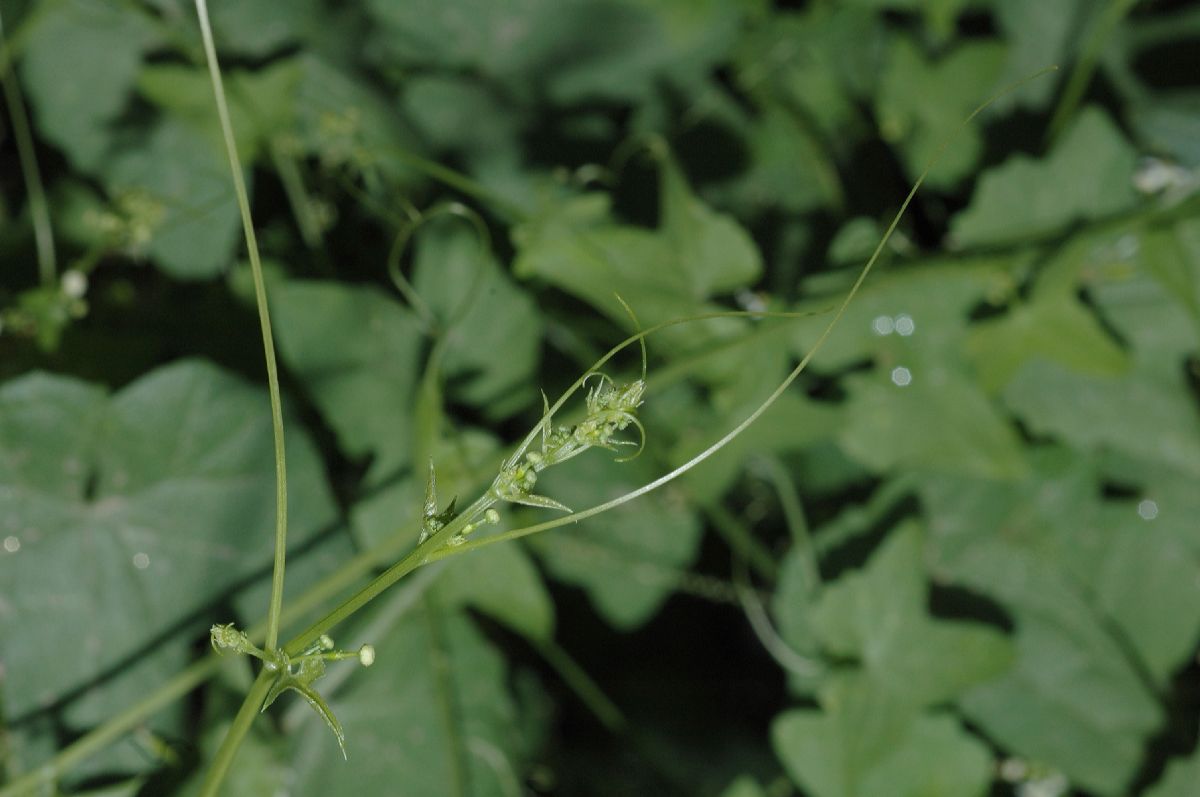 Cucurbitaceae Brandegea bigelovii