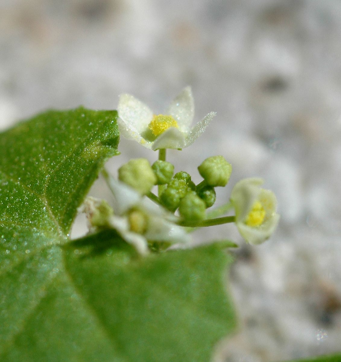 Cucurbitaceae Brandegea bigelovii