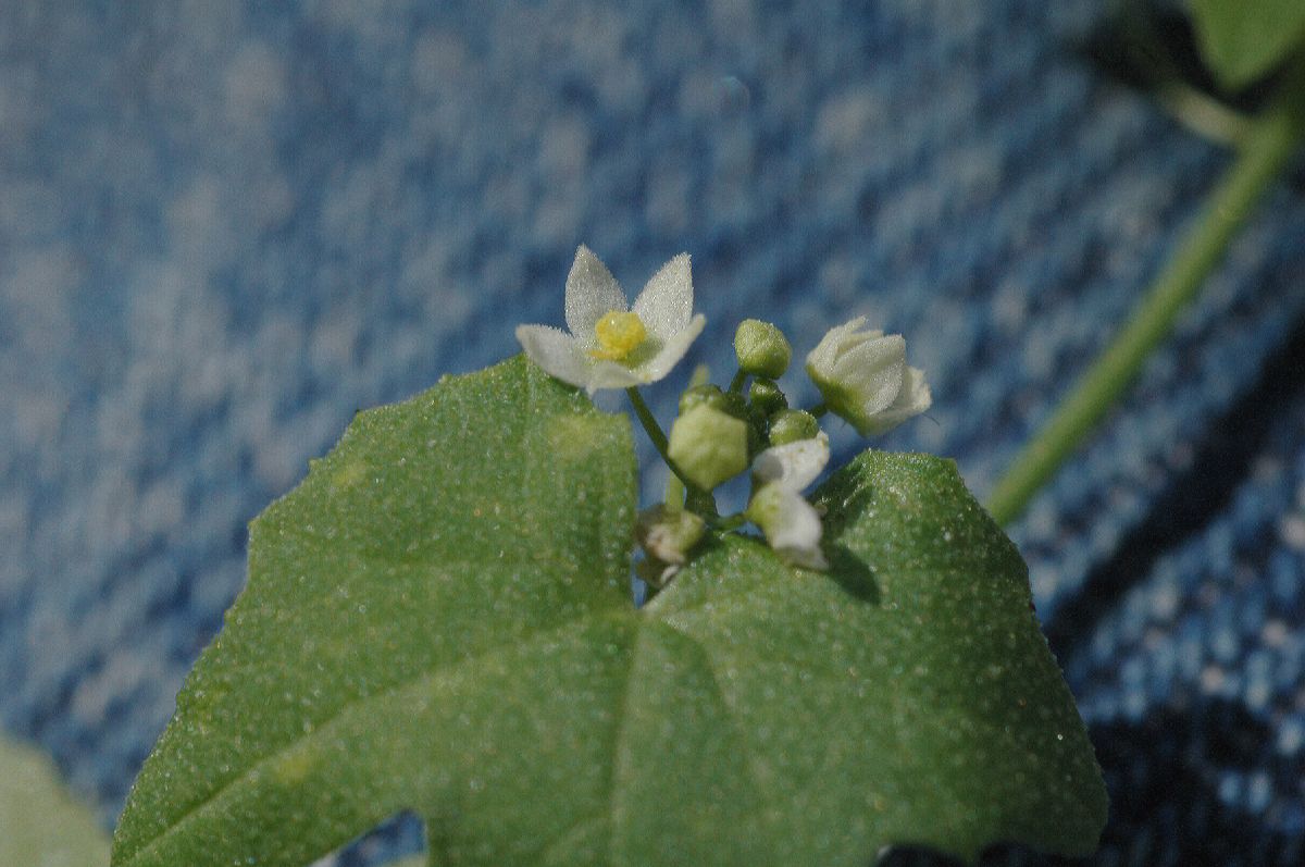 Cucurbitaceae Brandegea bigelovii