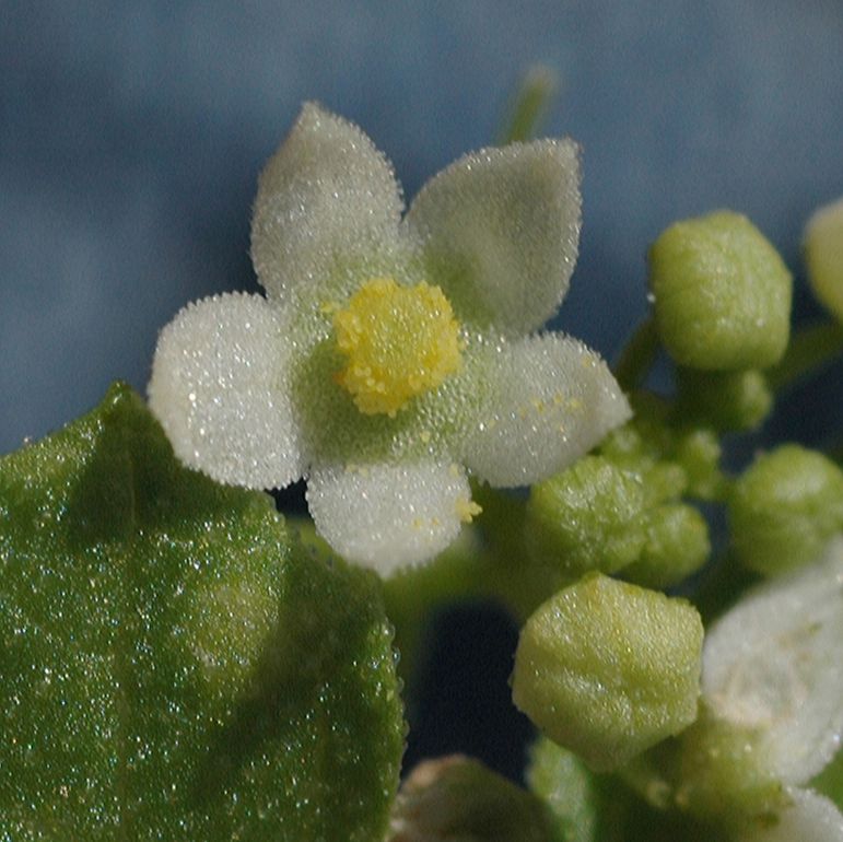 Cucurbitaceae Brandegea bigelovii