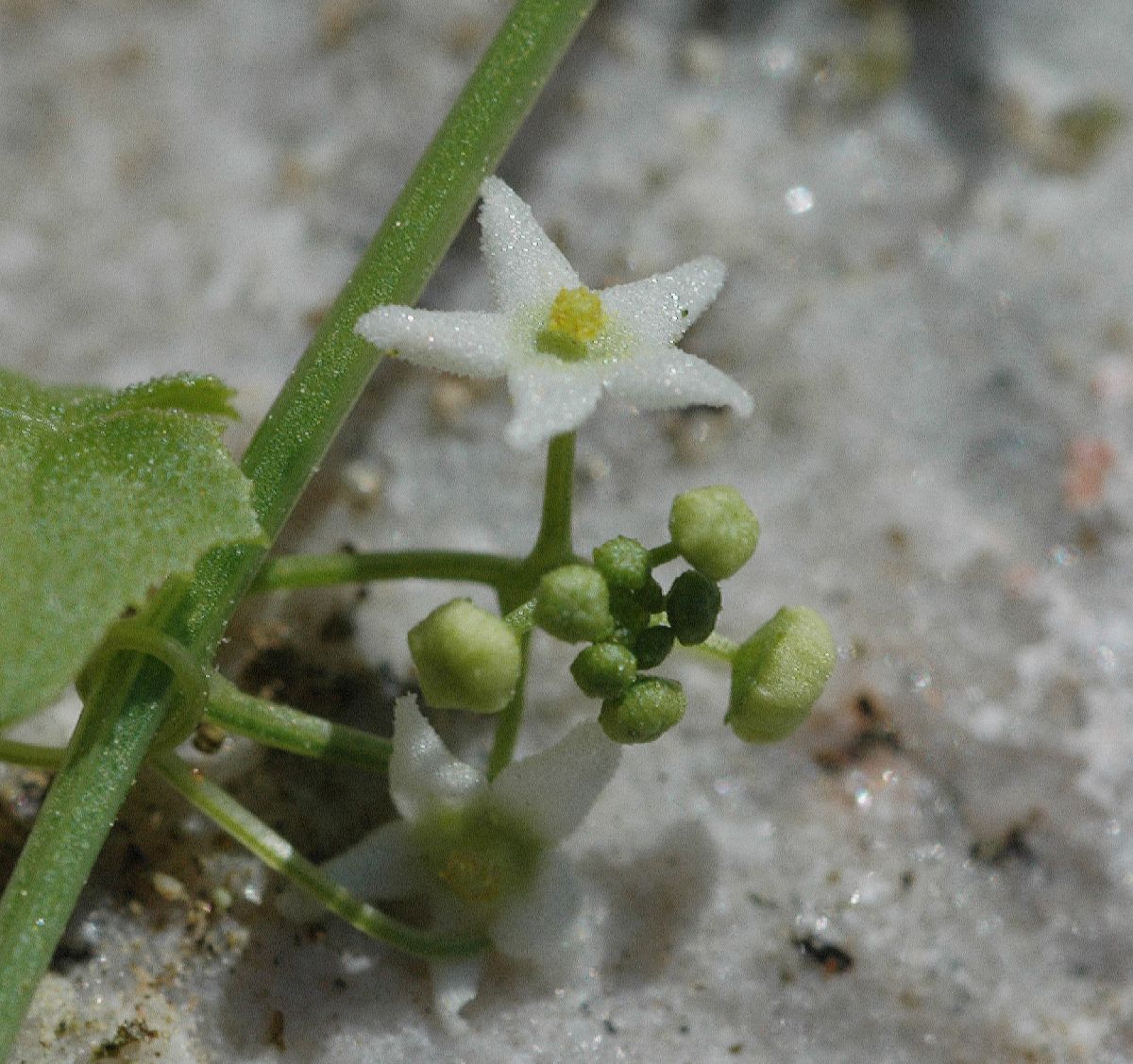 Cucurbitaceae Brandegea bigelovii